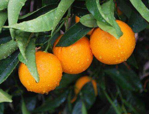 You Don’t Want To Know What They Do To Oranges (And It’s About To Get Even Worse)